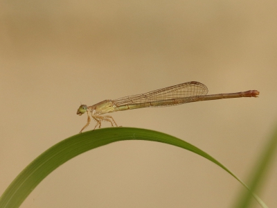 <i class='fa fa-user'></i>&nbsp;honderwa&nbsp;|  Ceriagrion glabrum&nbsp; <i class='fa fa-eye'>&nbsp;104</i> &nbsp;<i class='fa fa-thumbs-up'>&nbsp;1</i> &nbsp; <i class='fa fa-comment-o'>&nbsp;1</i>
