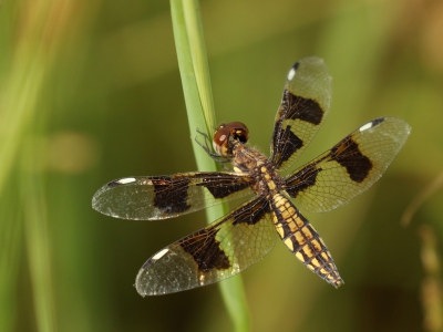 <i class='fa fa-user'></i>&nbsp;honderwa&nbsp;|  Palpopleura portia&nbsp; <i class='fa fa-eye'>&nbsp;130</i> &nbsp;<i class='fa fa-thumbs-up'>&nbsp;1</i> &nbsp; <i class='fa fa-comment-o'>&nbsp;1</i>