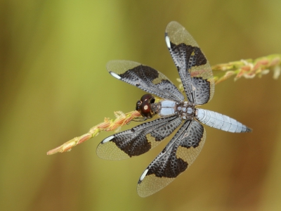 <i class='fa fa-user'></i>&nbsp;honderwa&nbsp;|  Palpopleura portia&nbsp; <i class='fa fa-eye'>&nbsp;166</i> &nbsp;<i class='fa fa-thumbs-up'>&nbsp;1</i> &nbsp; <i class='fa fa-comment-o'>&nbsp;3</i>
