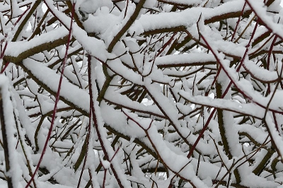 <i class='fa fa-user'></i>&nbsp;frbeuming&nbsp;|  Sneeuwtakken&nbsp; <i class='fa fa-eye'>&nbsp;142</i> &nbsp;<i class='fa fa-thumbs-up'>&nbsp;1</i> &nbsp; <i class='fa fa-comment-o'>&nbsp;2</i>