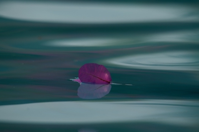 <i class='fa fa-user'></i>&nbsp;Eline Snijder&nbsp;|  Bloem op het water&nbsp; <i class='fa fa-eye'>&nbsp;251</i> &nbsp;<i class='fa fa-thumbs-up'>&nbsp;4</i> &nbsp; <i class='fa fa-comment-o'>&nbsp;8</i>