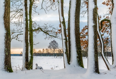 <i class='fa fa-user'></i>&nbsp;Jacob-Carl Pauw&nbsp;|  Hollands winterlandschap&nbsp; <i class='fa fa-eye'>&nbsp;277</i> &nbsp;<i class='fa fa-thumbs-up'>&nbsp;10</i> &nbsp; <i class='fa fa-comment-o'>&nbsp;13</i>