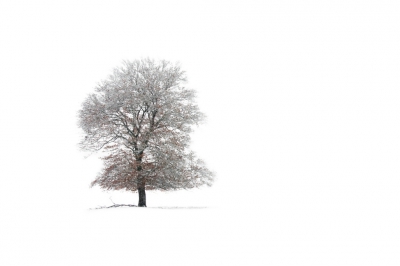 Afgelopen zondag de waarschuwingen even in de wind geslagen en toch op pad gegaan; de bossen bij Het Loo in. Flinke sneeuwval, rondstruinen door een witte wereld en sfeer proberen vast te leggen. Op n van de open velden stond deze solitaire boom, heel geschikt om deze high key te registreren.