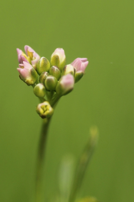 Toen de pinksterbloemen eindelijk weer opkwamen vond ik het mooi om ze in de knop te fotograferen met egale achtergrond. De foto's waarop de open pinksterbloemen als voor- en achtergrond fungeerden vond ik uiteindelijk toch minder aansprekend. Hopelijk wordt de foto nu wel rechtopstaand geplaatst zoals hij bedoeld is!