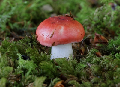 <i class='fa fa-user'></i>&nbsp;Ren�e de Kleijn&nbsp;|  Braakrussula&nbsp; <i class='fa fa-eye'>&nbsp;135</i> &nbsp; <i class='fa fa-comment-o'>&nbsp;1</i>