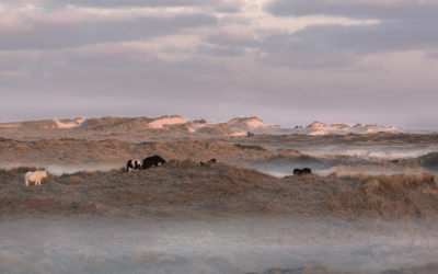 <i class='fa fa-user'></i>&nbsp;ep&nbsp;|  Ochtenddauw op terschelling&nbsp; <i class='fa fa-eye'>&nbsp;237</i> &nbsp;<i class='fa fa-thumbs-up'>&nbsp;5</i> &nbsp; <i class='fa fa-comment-o'>&nbsp;6</i>