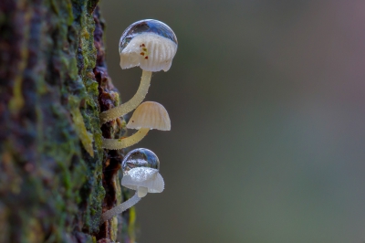 <i class='fa fa-user'></i>&nbsp;Van de Velde Frank&nbsp;|  Suikermycena&nbsp; <i class='fa fa-eye'>&nbsp;196</i> &nbsp;<i class='fa fa-thumbs-up'>&nbsp;2</i> &nbsp; <i class='fa fa-comment-o'>&nbsp;6</i>