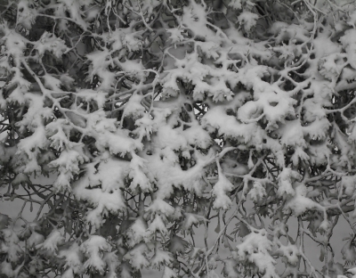 <i class='fa fa-user'></i>&nbsp;Robert Rodenburg&nbsp;|  Dennentakken bedekt met sneeuw&nbsp; <i class='fa fa-eye'>&nbsp;139</i> &nbsp; <i class='fa fa-comment-o'>&nbsp;9</i>