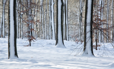 <i class='fa fa-user'></i>&nbsp;nelappelmelk&nbsp;|  Winters weer met zon&nbsp; <i class='fa fa-eye'>&nbsp;184</i> &nbsp; <i class='fa fa-comment-o'>&nbsp;10</i>