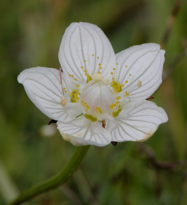 <i class='fa fa-user'></i>&nbsp;Ren�e de Kleijn&nbsp;|  Parnassia&nbsp; <i class='fa fa-eye'>&nbsp;99</i> &nbsp; <i class='fa fa-comment-o'>&nbsp;1</i>