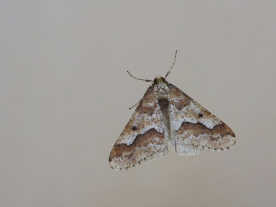 <i class='fa fa-user'></i>&nbsp;Ad Sprang&nbsp;|  Grote Wintervlinder&nbsp; <i class='fa fa-eye'>&nbsp;183</i> &nbsp;<i class='fa fa-thumbs-up'>&nbsp;2</i> &nbsp; <i class='fa fa-comment-o'>&nbsp;5</i>