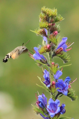 <i class='fa fa-user'></i>&nbsp;jan rienk&nbsp;|  Kolibrievlinder&nbsp; <i class='fa fa-eye'>&nbsp;148</i> &nbsp;<i class='fa fa-thumbs-up'>&nbsp;1</i> &nbsp; <i class='fa fa-comment-o'>&nbsp;5</i>