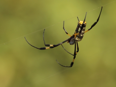 <i class='fa fa-user'></i>&nbsp;honderwa&nbsp;|  Trichonephila senegalensis&nbsp; <i class='fa fa-eye'>&nbsp;96</i> &nbsp; <i class='fa fa-comment-o'>&nbsp;0</i>