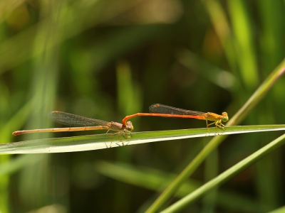 <i class='fa fa-user'></i>&nbsp;honderwa&nbsp;|  Ceriagrion glabrum&nbsp; <i class='fa fa-eye'>&nbsp;103</i> &nbsp; <i class='fa fa-comment-o'>&nbsp;0</i>