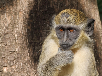 <i class='fa fa-user'></i>&nbsp;Ad Sprang&nbsp;|  Geelgroene Meerkat&nbsp; <i class='fa fa-eye'>&nbsp;154</i> &nbsp;<i class='fa fa-thumbs-up'>&nbsp;2</i> &nbsp; <i class='fa fa-comment-o'>&nbsp;5</i>