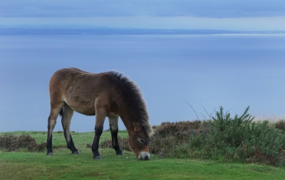 <i class='fa fa-user'></i>&nbsp;Nel R&nbsp;|  Exmoor Pony&nbsp; <i class='fa fa-eye'>&nbsp;132</i> &nbsp;<i class='fa fa-thumbs-up'>&nbsp;1</i> &nbsp; <i class='fa fa-comment-o'>&nbsp;0</i>
