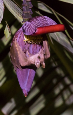 De beestjes gingen elke avond nectar van de bananenplat naast ons hotelkamer drinken. We hadden geluk dat de avondlamp precies op de bloem scheen dus je kon redelijke fotos van ze maken zonder te flitsen.