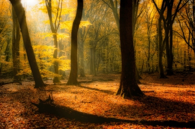 <i class='fa fa-user'></i>&nbsp;bentom&nbsp;|  Licht en schaduw&nbsp; <i class='fa fa-eye'>&nbsp;129</i> &nbsp; <i class='fa fa-comment-o'>&nbsp;2</i>