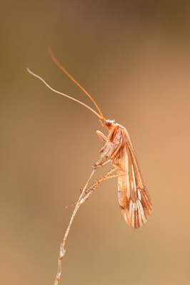 <i class='fa fa-user'></i>&nbsp;Tom&nbsp;|  Schietmot sp.&nbsp; <i class='fa fa-eye'>&nbsp;127</i> &nbsp; <i class='fa fa-comment-o'>&nbsp;3</i>