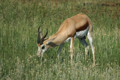 <i class='fa fa-user'></i>&nbsp;Gerard Visser&nbsp;|  Springbok&nbsp; <i class='fa fa-eye'>&nbsp;154</i> &nbsp; <i class='fa fa-comment-o'>&nbsp;7</i>