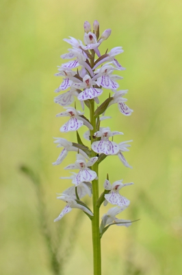 <i class='fa fa-user'></i> koekieman | Orchis?  <i class='fa fa-eye'> 91</i>   <i class='fa fa-comment-o'> 5</i>
