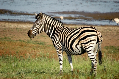 <i class='fa fa-user'></i>&nbsp;Gerard Visser&nbsp;|  Gewone Zebra&nbsp; <i class='fa fa-eye'>&nbsp;169</i> &nbsp; <i class='fa fa-comment-o'>&nbsp;4</i>