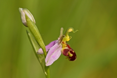 <i class='fa fa-user'></i>&nbsp;Cor&nbsp;|  Bijenorchis&nbsp; <i class='fa fa-eye'>&nbsp;120</i> &nbsp;<i class='fa fa-thumbs-up'>&nbsp;2</i> &nbsp; <i class='fa fa-comment-o'>&nbsp;5</i>