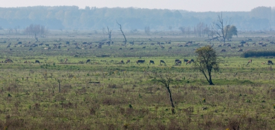 <i class='fa fa-user'></i>&nbsp;ep&nbsp;|  Oostvaardersplassen&nbsp; <i class='fa fa-eye'>&nbsp;207</i> &nbsp; <i class='fa fa-comment-o'>&nbsp;11</i>