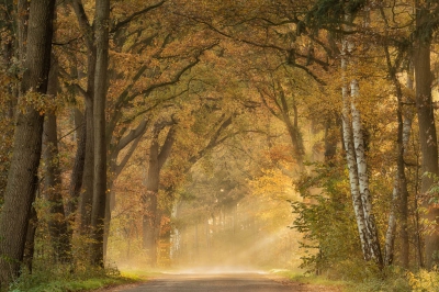 <i class='fa fa-user'></i>&nbsp;Sander Klein Hesselink&nbsp;|  Herfst&nbsp; <i class='fa fa-eye'>&nbsp;202</i> &nbsp;<i class='fa fa-thumbs-up'>&nbsp;6</i> &nbsp; <i class='fa fa-comment-o'>&nbsp;9</i>