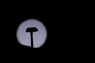 <i class='fa fa-user'></i>&nbsp;Van de Velde Frank&nbsp;|  Mycena sp.&nbsp; <i class='fa fa-eye'>&nbsp;154</i> &nbsp;<i class='fa fa-thumbs-up'>&nbsp;2</i> &nbsp; <i class='fa fa-comment-o'>&nbsp;5</i>