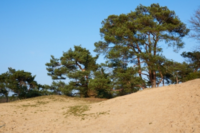 <i class='fa fa-user'></i>&nbsp;peter wijn&nbsp;|  Stuifduinen&nbsp; <i class='fa fa-eye'>&nbsp;177</i> &nbsp; <i class='fa fa-comment-o'>&nbsp;6</i>