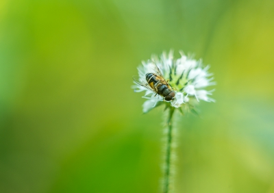 In de heemtuin van Capelle, waar ik het afgelopen jaar toch wel wat uurtjes heb doorgebracht, heb ik deze foto genomen. De vliegen gingen van bloem naar bloem en ik stond gereed bij deze bloem, scherp gesteld en wel. Daarna was het alleen nog de foto nemen.