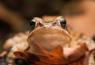 Regen en wind, toch maar even kijken of er iets levends in het zwembad zat, een bruine kikker  zwom vrolijk rond in het koude nat.  Met behulp van een netje  op de grond gelegd, hij keek me recht in de ogen. Plat op mijn buik, ook in het nat deze foto uit de hand gemaakt.