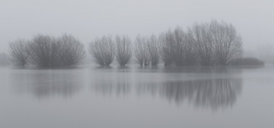 <i class='fa fa-user'></i>&nbsp;natuur(a)art&nbsp;|  Wilgen in de uiterwaarden&nbsp; <i class='fa fa-eye'>&nbsp;149</i> &nbsp; <i class='fa fa-comment-o'>&nbsp;3</i>