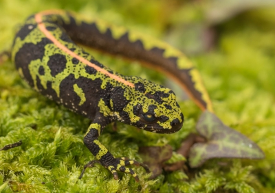 Vannacht storm en regen daarom vanochtend wederom een controle of er naast blad misschien nog dieren in het zwembad lagen. Zag naast een dode muis een salamander die rondzwom. Met een netje op de kant gelegd en een foto gemaakt van dit unieke dier. Eenmaal op de kant  hield  hij zijn ogen nog dicht, het duurde echter niet lang en nam daarna de benen.  
Het betreft hier een watersalamander die echter niet sterk aan water gebonden is en jaagt op het land volgens Wikipedia.