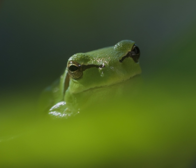 Met veel lawaai liet hij ,in de late namiddag van zich horen, dan is het altijd weer zoeken om hem dan te vinden tussen al het groen in mijn tuin. Ik moest met mijn rug tegen de muur gedrukt staan om hem in al zijn schoonheid zo te kunnen vastleggen.