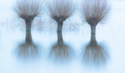 Het hoge water bij de IJssel blijft boeien. Een opname uit een serie die is genomen in de buurt van Marle. Gezocht naar een wat grafisch beeld; ook in de afwerking.