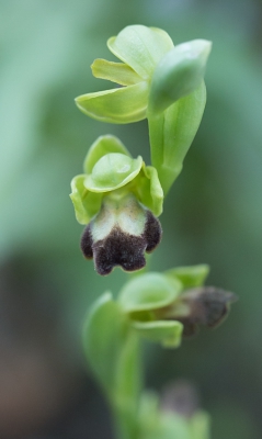 <i class='fa fa-user'></i>&nbsp;Henk van den Born&nbsp;|  Bruine Ophrys&nbsp; <i class='fa fa-eye'>&nbsp;148</i> &nbsp; <i class='fa fa-comment-o'>&nbsp;7</i>
