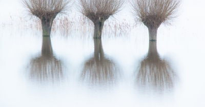 Het hoge water bij de IJssel blijft boeien. Een opname uit een serie die is genomen in de buurt van Marle. Gezocht naar een wat grafisch beeld; ook in de afwerking.