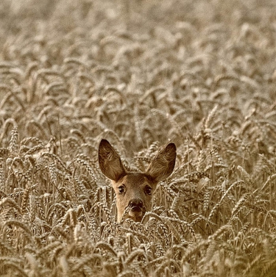 Een erg mooi moment als de ree even kijkt of je er nog bent! Een van mijn favorite foto's van 2017