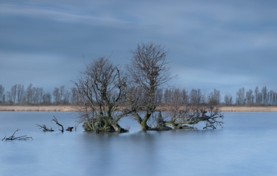 <i class='fa fa-user'></i>&nbsp;ep&nbsp;|  Oostvaardersplassen&nbsp; <i class='fa fa-eye'>&nbsp;180</i> &nbsp;<i class='fa fa-thumbs-up'>&nbsp;1</i> &nbsp; <i class='fa fa-comment-o'>&nbsp;3</i>