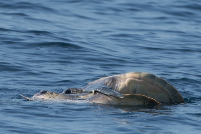 <i class='fa fa-user'></i>&nbsp;Martin Lok&nbsp;|  Groene Zeeschildpad of Soepschildpad&nbsp; <i class='fa fa-eye'>&nbsp;171</i> &nbsp; <i class='fa fa-comment-o'>&nbsp;2</i>