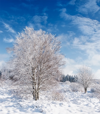 <i class='fa fa-user'></i>&nbsp;Jurgen Maassen&nbsp;|  Sneeuwlandschap&nbsp; <i class='fa fa-eye'>&nbsp;188</i> &nbsp;<i class='fa fa-thumbs-up'>&nbsp;1</i> &nbsp; <i class='fa fa-comment-o'>&nbsp;2</i>
