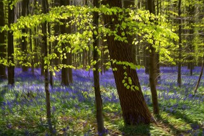 <i class='fa fa-user'></i>&nbsp;advanduren&nbsp;|  Hallerbos&nbsp; <i class='fa fa-eye'>&nbsp;251</i> &nbsp;<i class='fa fa-thumbs-up'>&nbsp;9</i> &nbsp; <i class='fa fa-comment-o'>&nbsp;17</i>