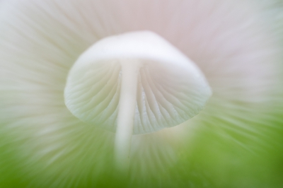 <i class='fa fa-user'></i>&nbsp;Loes Belovics&nbsp;|  Mycena sp.&nbsp; <i class='fa fa-eye'>&nbsp;227</i> &nbsp;<i class='fa fa-thumbs-up'>&nbsp;9</i> &nbsp; <i class='fa fa-comment-o'>&nbsp;8</i>
