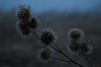 Mistige ochtend zorgt voor dauw op de vrucht van de Klis in de Hooge Nesse te Zwijndrecht