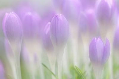 <i class='fa fa-user'></i>&nbsp;YvonneYfra&nbsp;|  Bonte Krokus&nbsp; <i class='fa fa-eye'>&nbsp;178</i> &nbsp;<i class='fa fa-thumbs-up'>&nbsp;5</i> &nbsp; <i class='fa fa-comment-o'>&nbsp;7</i>
