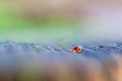 <i class='fa fa-user'></i>&nbsp;YvonneYfra&nbsp;|  Dicyrtomina ornata&nbsp; <i class='fa fa-eye'>&nbsp;211</i> &nbsp;<i class='fa fa-thumbs-up'>&nbsp;7</i> &nbsp; <i class='fa fa-comment-o'>&nbsp;11</i>