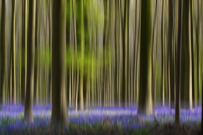 <i class='fa fa-user'></i>&nbsp;advanduren&nbsp;|  Hallerbos&nbsp; <i class='fa fa-eye'>&nbsp;247</i> &nbsp;<i class='fa fa-thumbs-up'>&nbsp;10</i> &nbsp; <i class='fa fa-comment-o'>&nbsp;7</i>