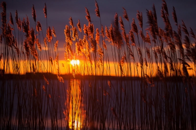 <i class='fa fa-user'></i>&nbsp;gertjan&nbsp;|  Riet met zonsondergang&nbsp; <i class='fa fa-eye'>&nbsp;193</i> &nbsp;<i class='fa fa-thumbs-up'>&nbsp;1</i> &nbsp; <i class='fa fa-comment-o'>&nbsp;5</i>